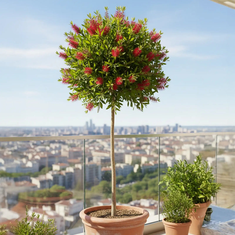 Callistemon demi-tige