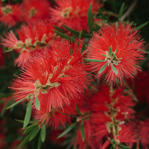 Callistemon demi-tige