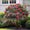 Image to render