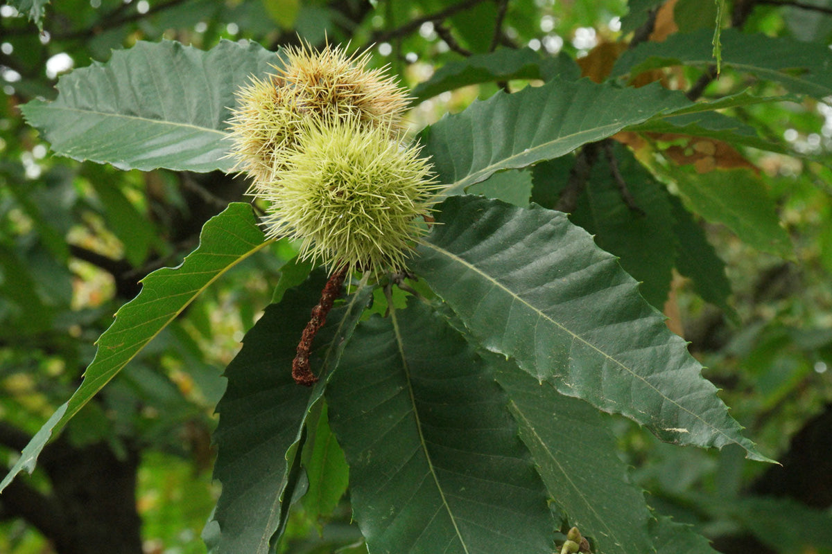 Châtaignier (Castanea sativa) 6 - Achat en ligne