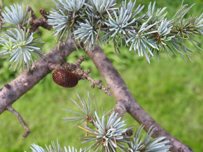 Cèdre Bleu 1 - Achat en ligne
