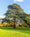 Image to render