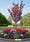Image to render