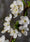 Image to render