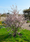 Image to render