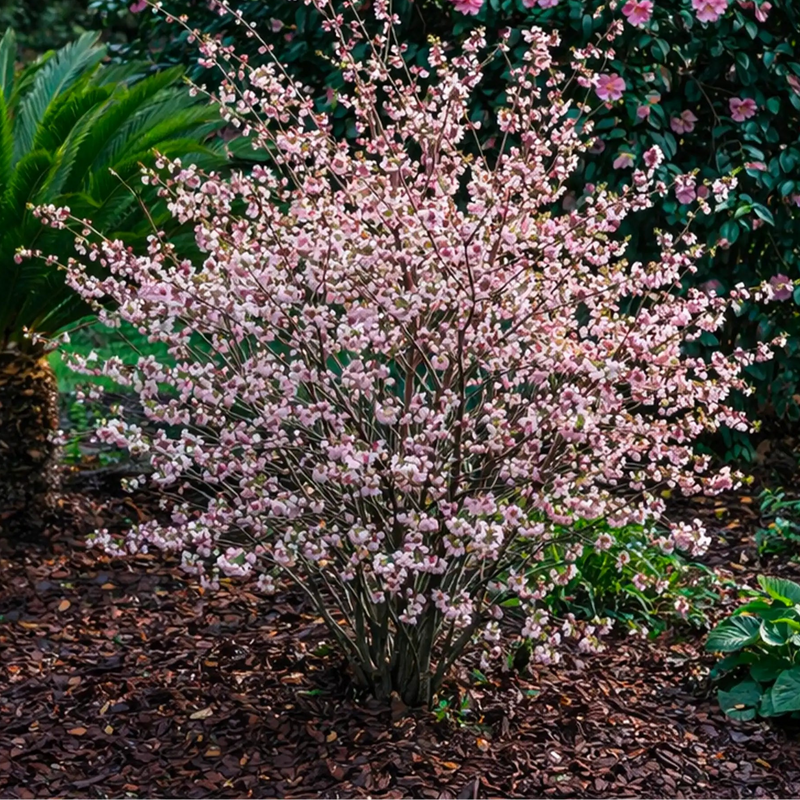 Cerisier à fleurs nain du Japon (Prunus incisa Kojo-no-mai)