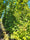 Image to render