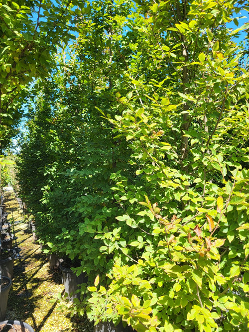 Charme commun (Carpinus betulus)