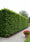 Image to render