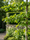 Image to render