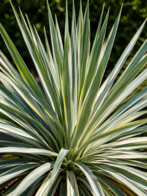 Yucca x 'French Flag'