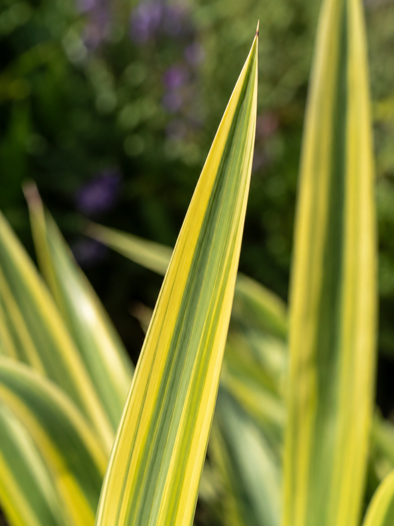 Yucca Gloriosa Citrus Twist