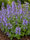 Image to render