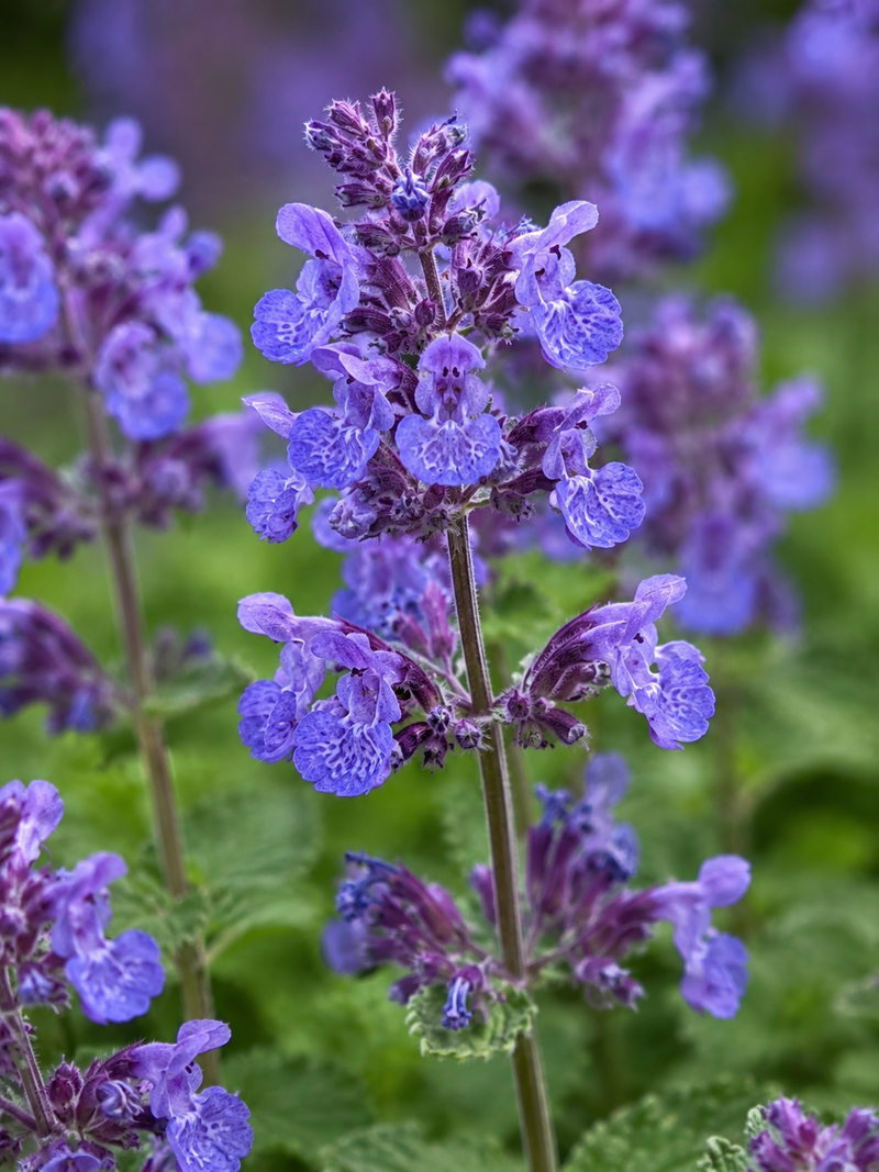 Nepeta Faassenii (Cataire)