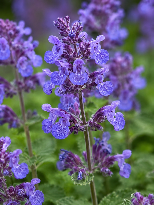 Nepeta Faassenii (Cataire)