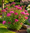 Image to render