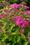 Image to render