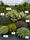 Image to render