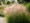 Image to render