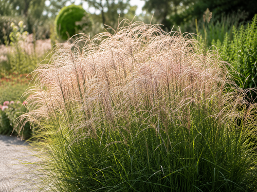 Roseau de Chine 'Pink Cloud' (Miscanthus Pink Cloud)