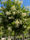 Image to render