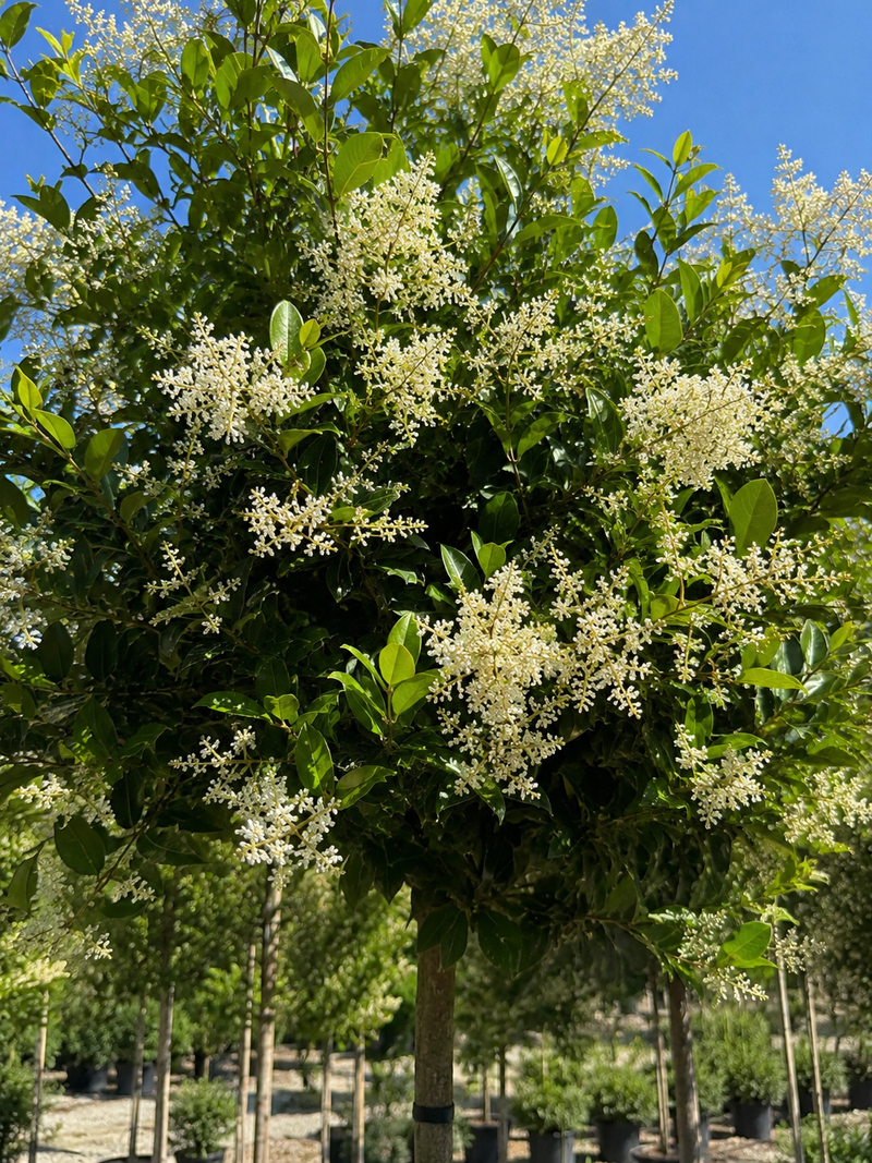 Troène du Texas en tige (Ligustrum japonicum Texanum)