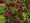 Image to render