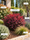 Image to render