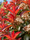 Image to render