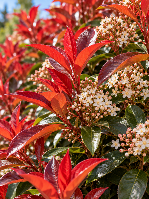 Photinia x fraseri 'Magical Volcano' (Photinia x fraseri Magical Volcano)