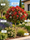 Image to render