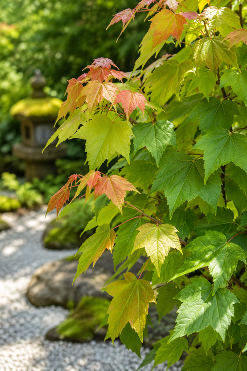 Acer buergerianum (Érable de Buerger)