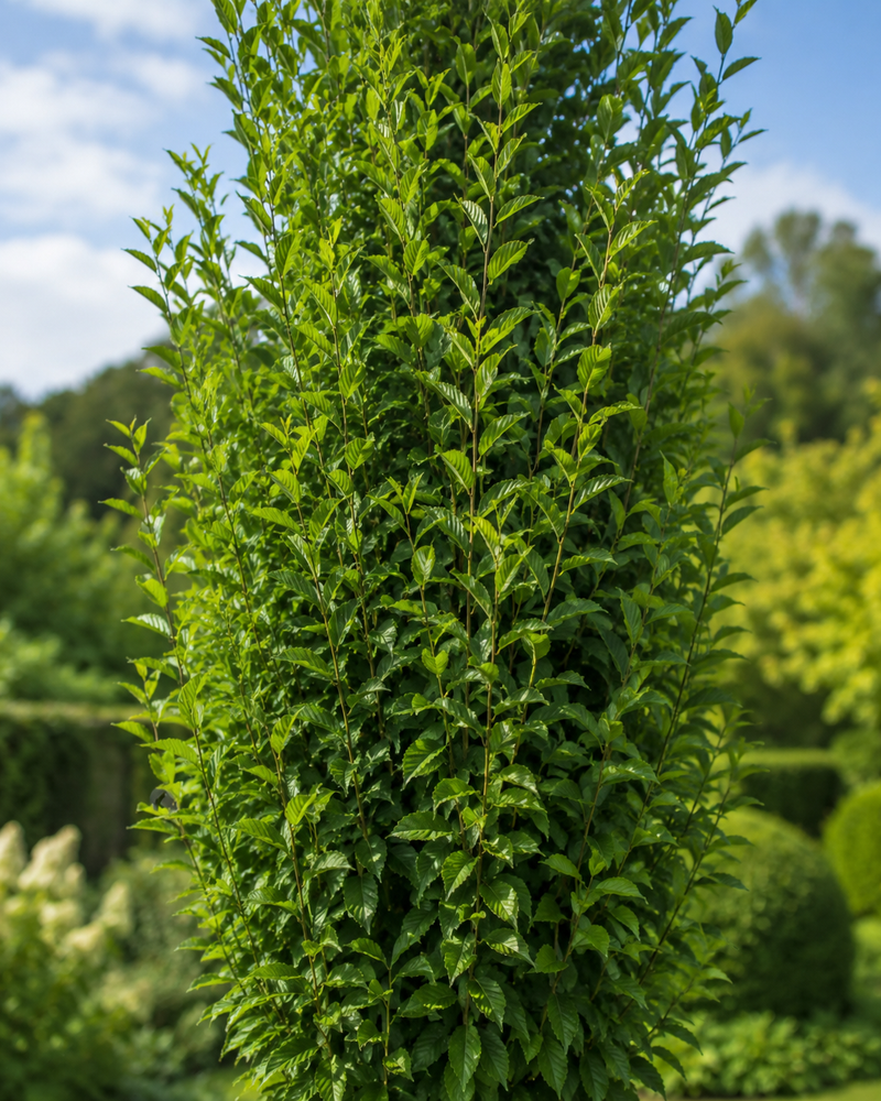 Charme commun fastigié (Carpinus Betulus Fastigiata)