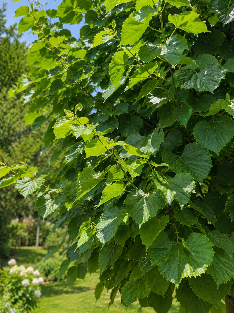Tilleul d'Europe (Tilia Europaea Pallida)