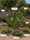 Image to render
