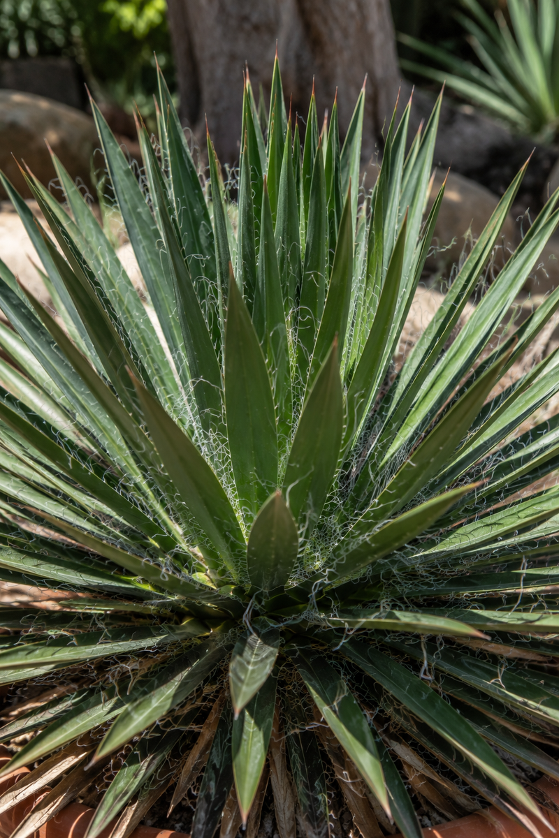 Agave multifilifera (Agave des montagnes)