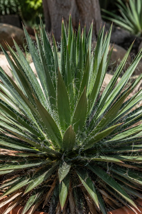 Agave multifilifera (Agave des montagnes)