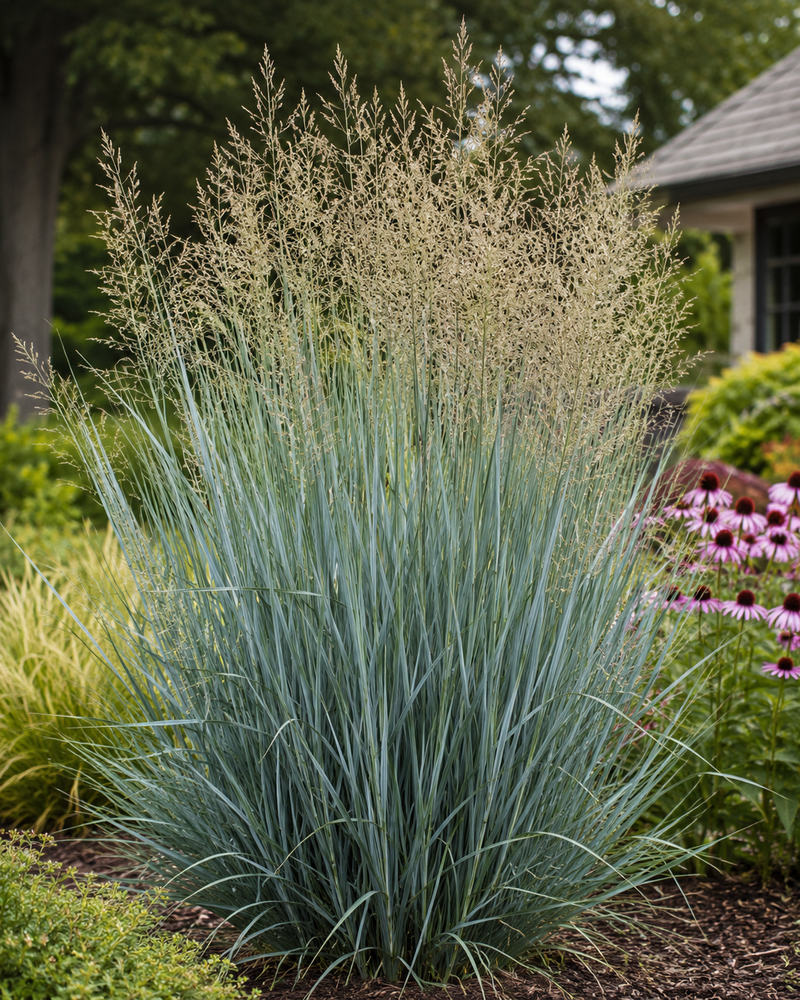 Panicum Virgatum Prairie Sky