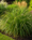Image to render