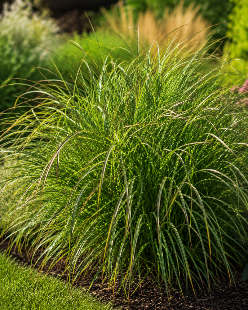 Roseau de Chine 'Red Chief' (Miscanthus sinensis Red Chief)