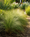 Image to render