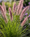 Image to render