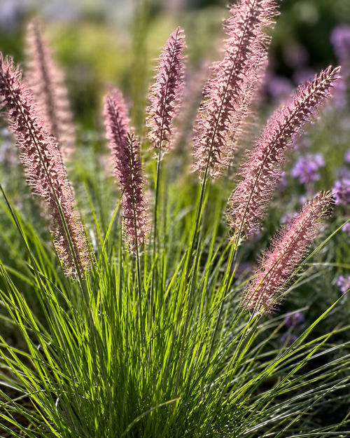 Herbe aux écouvillons roses (Pennisetum orientale Karley Rose)