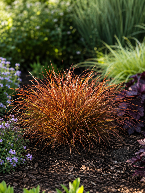 Uncinia rubra Everflame