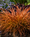 Image to render
