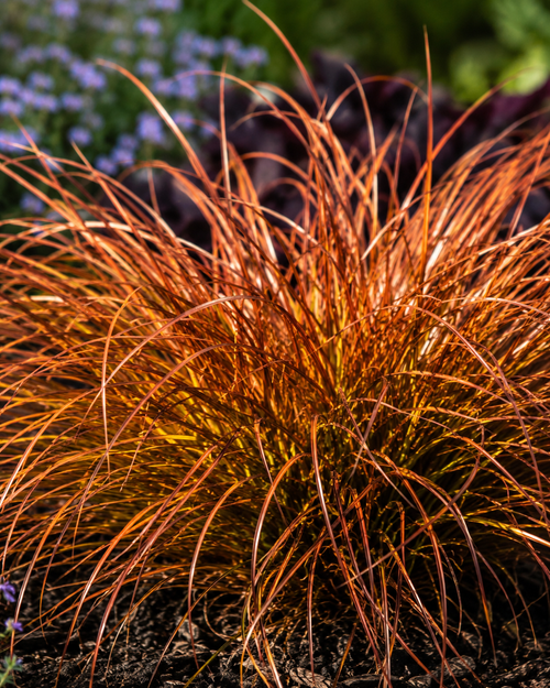 Uncinia rubra Everflame