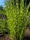 Image to render