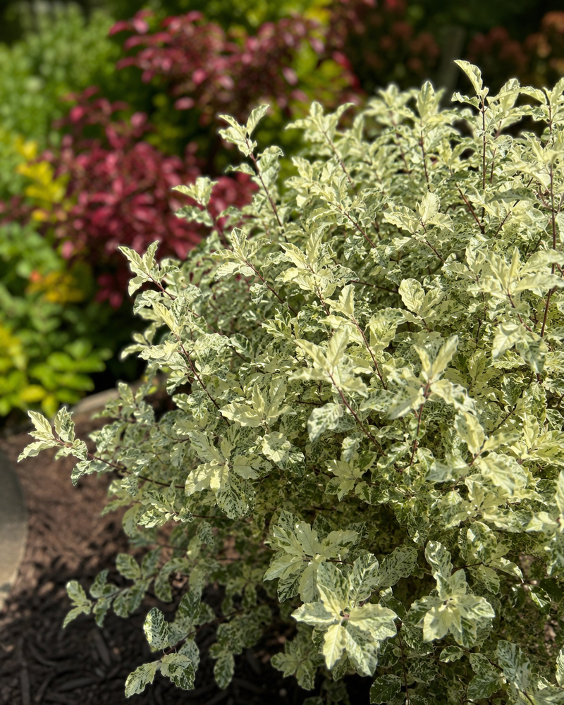 Pittosporum tenuifolium 'Irene Patterson'