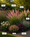 Image to render
