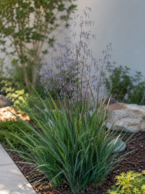 Lis de Tasmanie (Dianella caerulea Cassa Blue)